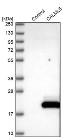 CALML5 Antibody, Novus Biologicals 25 &mu;L; Unlabeled:Antibodies, Polyclonal